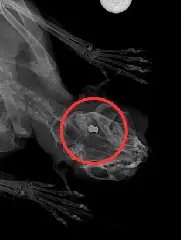 Operação apreende armas de pressão em investigação de maus-tratos a animais - 1