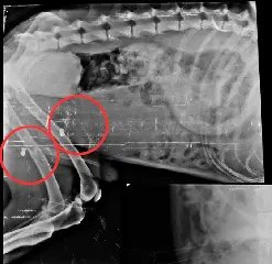 Operação apreende armas de pressão em investigação de maus-tratos a animais - 2