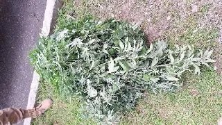 Polícia encontra estufa de maconha com mais de 130 pés - 2