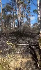 Incêndio de grandes proporções em vegetação mobiliza bombeiros - 1