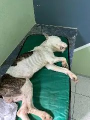 Polícia Civil prende homem por maus-tratos a animais em Brusque - 3