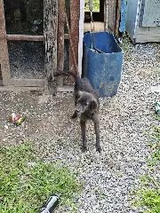 Polícia Civil prende homem por maus-tratos a animais em Brusque - 2