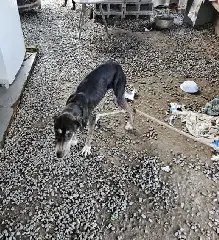 Polícia Civil prende homem por maus-tratos a animais em Brusque - 1