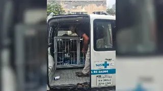 Pitbull “invade” escola, ataca duas pessoas e aluno vai parar em hospital - 1