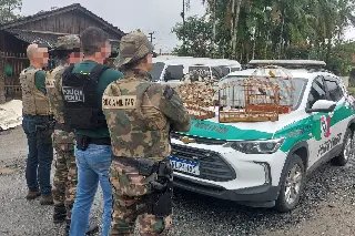 Operação nacional contra crimes ambientais tem ações em Brusque - 4