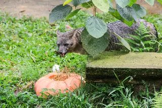 Zoobotânico entra no clima do Halloween - 4