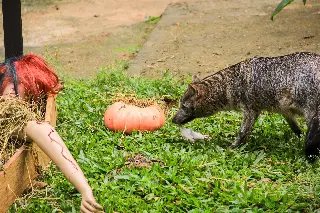 Zoobotânico entra no clima do Halloween - 2
