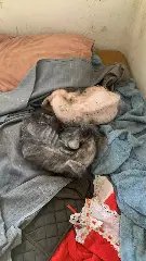 Polícia e Diretoria de Bem-Estar Animal resgatam cães em situação extrema de maus-tratos - 2