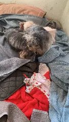 Polícia e Diretoria de Bem-Estar Animal resgatam cães em situação extrema de maus-tratos - 5
