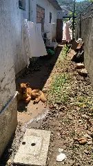 Polícia e Diretoria de Bem-Estar Animal resgatam cães em situação extrema de maus-tratos - 12