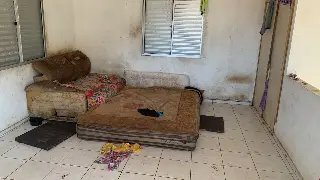 Polícia e Diretoria de Bem-Estar Animal resgatam cães em situação extrema de maus-tratos - 4