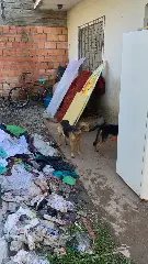 Polícia e Diretoria de Bem-Estar Animal resgatam cães em situação extrema de maus-tratos - 11