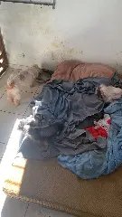 Polícia e Diretoria de Bem-Estar Animal resgatam cães em situação extrema de maus-tratos - 13
