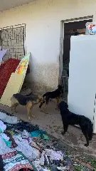 Polícia e Diretoria de Bem-Estar Animal resgatam cães em situação extrema de maus-tratos - 1