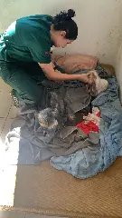 Polícia e Diretoria de Bem-Estar Animal resgatam cães em situação extrema de maus-tratos - 7