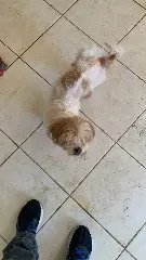 Polícia e Diretoria de Bem-Estar Animal resgatam cães em situação extrema de maus-tratos - 3