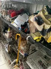 Pet shop é interditado após fiscalização em Brusque - 3