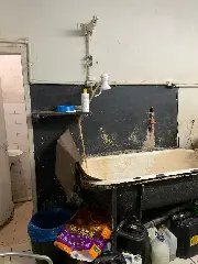 Pet shop é interditado após fiscalização em Brusque - 6