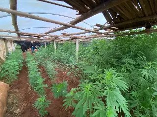 Estufa com 200 plantas de maconha é encontrada pela polícia - 1