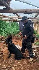 Estufa com 200 plantas de maconha é encontrada pela polícia - 3