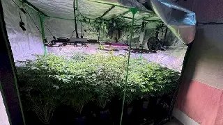 Operação apreende mais de 60 kg de drogas e dois mil comprimidos de ecstasy - 1