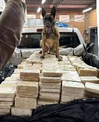 PF apreende mais de 600kg de cocaína em Blumenau - 2