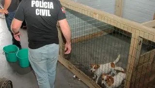 Canil clandestino é interditado; 19 cães são resgatados em condições de maus-tratos - 1