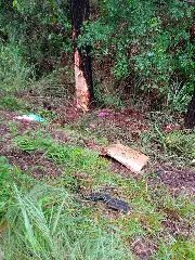 Colisão contra árvore termina com caminhonete destruída - 1