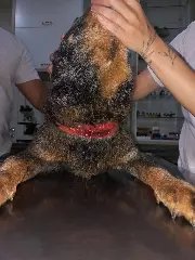 Cão é internado após PM constatar maus-tratos a animais em Botuverá - 5