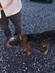 Cão é internado após PM constatar maus-tratos a animais em Botuverá - 1