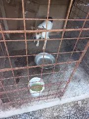 Cão é internado após PM constatar maus-tratos a animais em Botuverá - 3