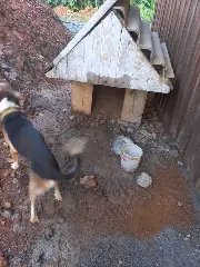 Cão é internado após PM constatar maus-tratos a animais em Botuverá - 2