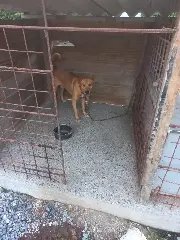 Cão é internado após PM constatar maus-tratos a animais em Botuverá - 4