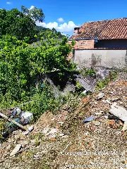 Ataque de abelhas deixa homem ferido durante limpeza de terreno no Bateias - 3