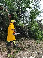 Queda de árvores em vias públicas mobiliza Bombeiros em Gaspar - 4