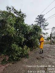 Queda de árvores em vias públicas mobiliza Bombeiros em Gaspar - 2