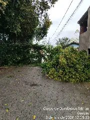 Queda de árvores em vias públicas mobiliza Bombeiros em Gaspar - 3