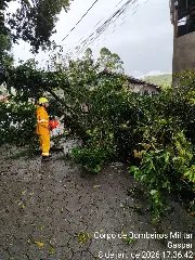 Queda de árvores em vias públicas mobiliza Bombeiros em Gaspar - 1