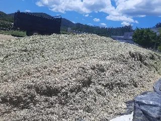 Produção de silagem soma 310 toneladas em propriedades rurais do município - 1