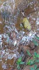 (VÍDEO) Peixes aparecem mortos em rio do Bateas - 2