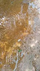 (VÍDEO) Peixes aparecem mortos em rio do Bateas - 1