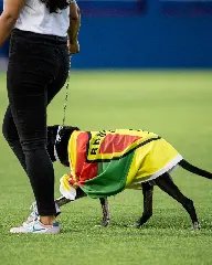 Campanha BrusCÃO arrecada 189kg de ração para cães - 2