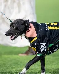 Campanha BrusCÃO arrecada 189kg de ração para cães - 1