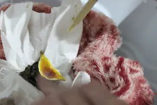 Zoobotânico recebe animais silvestres resgatados - 4