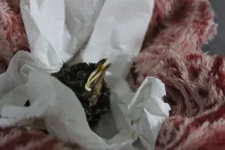 Zoobotânico recebe animais silvestres resgatados - 3