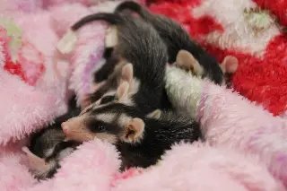 Zoobotânico recebe animais silvestres resgatados - 1