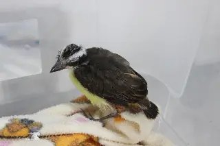 Zoobotânico recebe animais silvestres resgatados - 2
