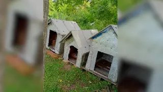 Caso Orelha: adolescente suspeito não está envolvido e vira testemunha, diz polícia - 1