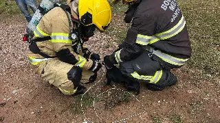 Cachorro amarrado em banheiro é salvo por bombeiros durante incêndio - 1