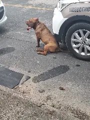 Pitbull solto na rua invade casa e ataca outro cão - 2